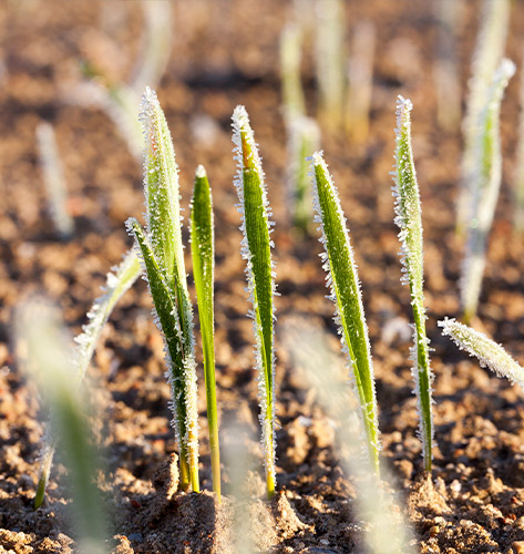 Ashland Helicopter Frost and Ice